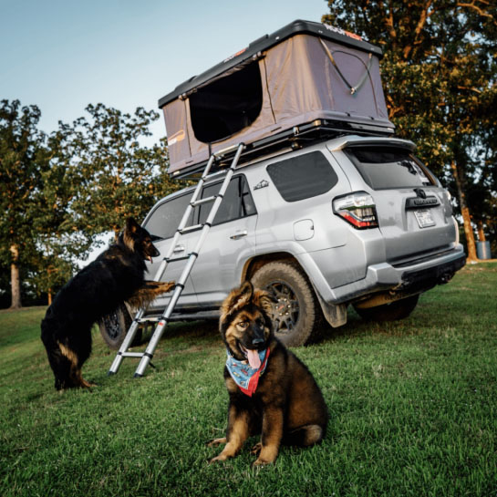 The 5 best ways to get your dog into your rooftop tent